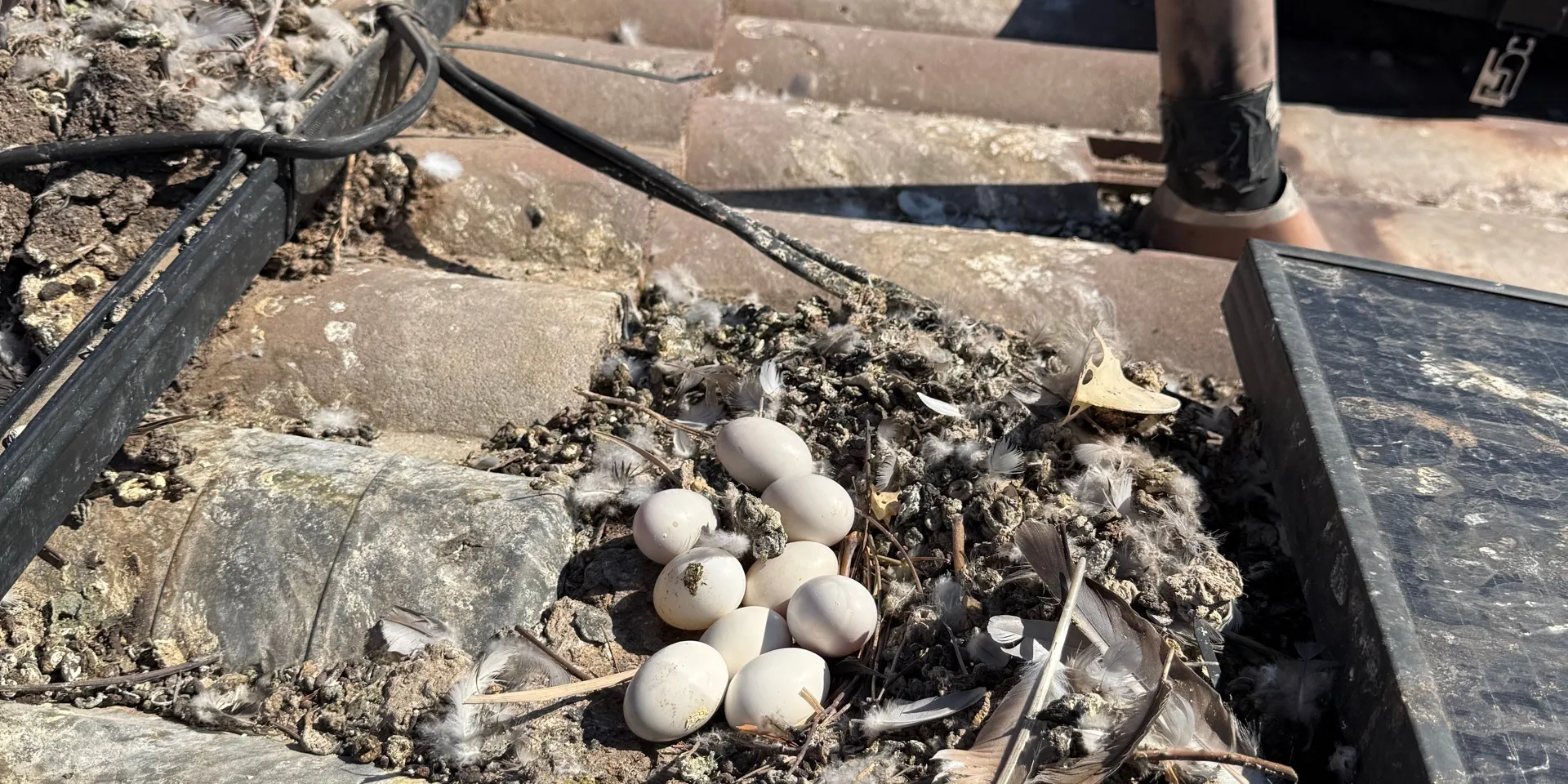 Pigeon nest, eggs and droppings under an unprotected solar array on a Central Valley tile roof before Golden Rays bird proofing